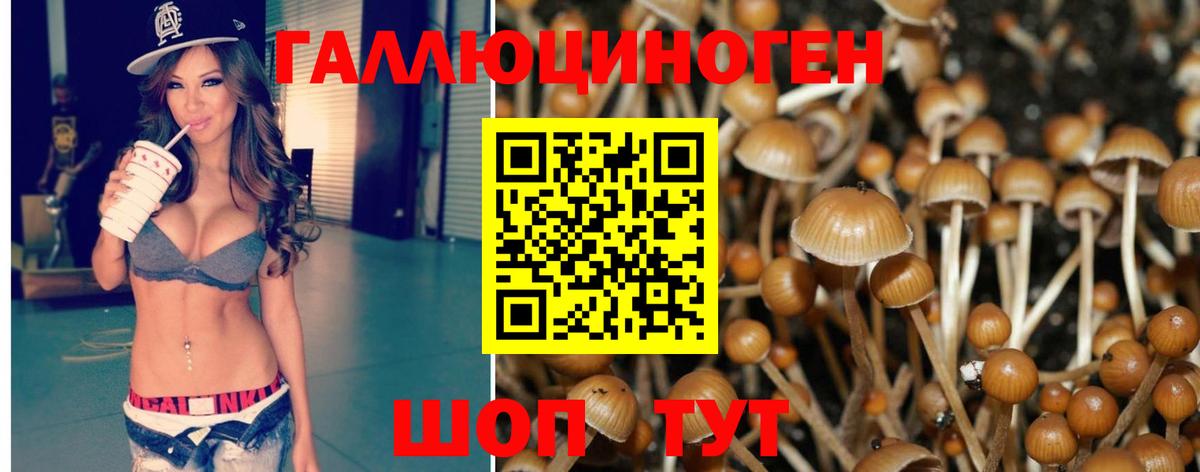 Галлюциногенные грибы Cubensis  Вход с VPN  Губаха 